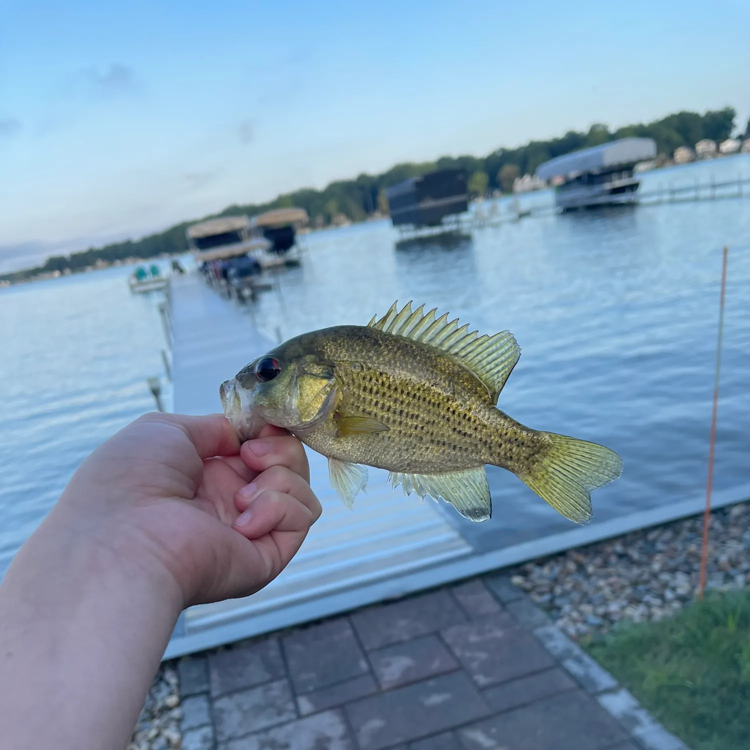 Rock bass caught on Fishbrain