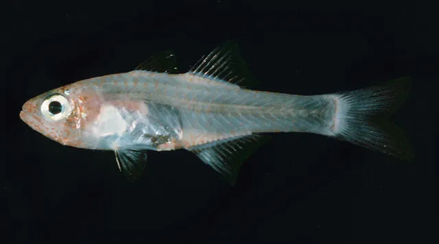 Glassy cardinalfish