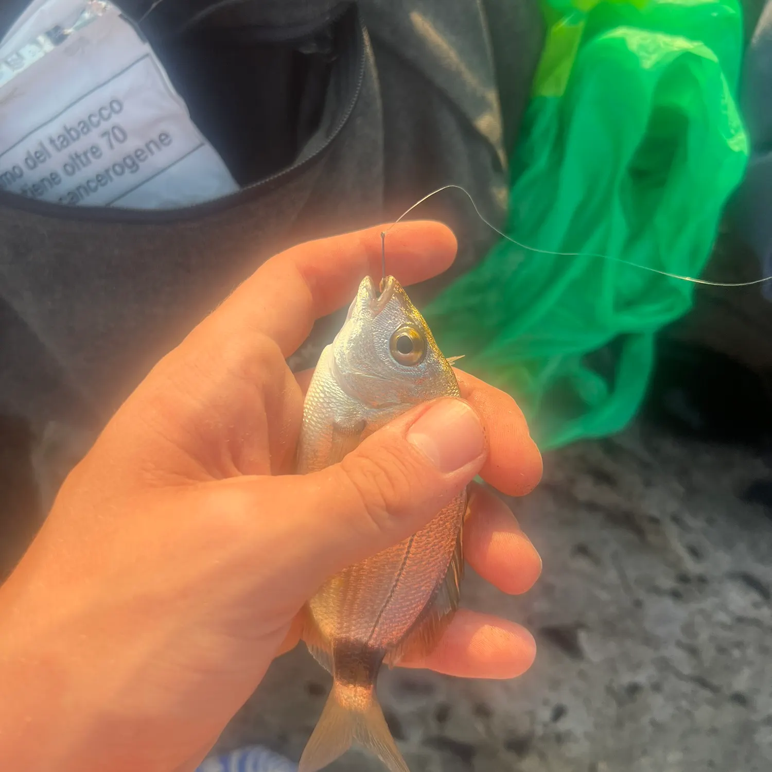 The most recent Common two-banded seabream catches on Fishbrain