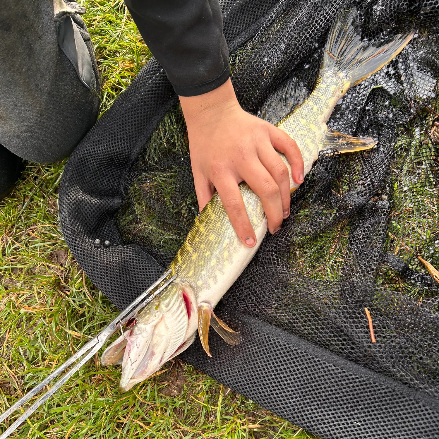 Northern pike caught on Fishbrain