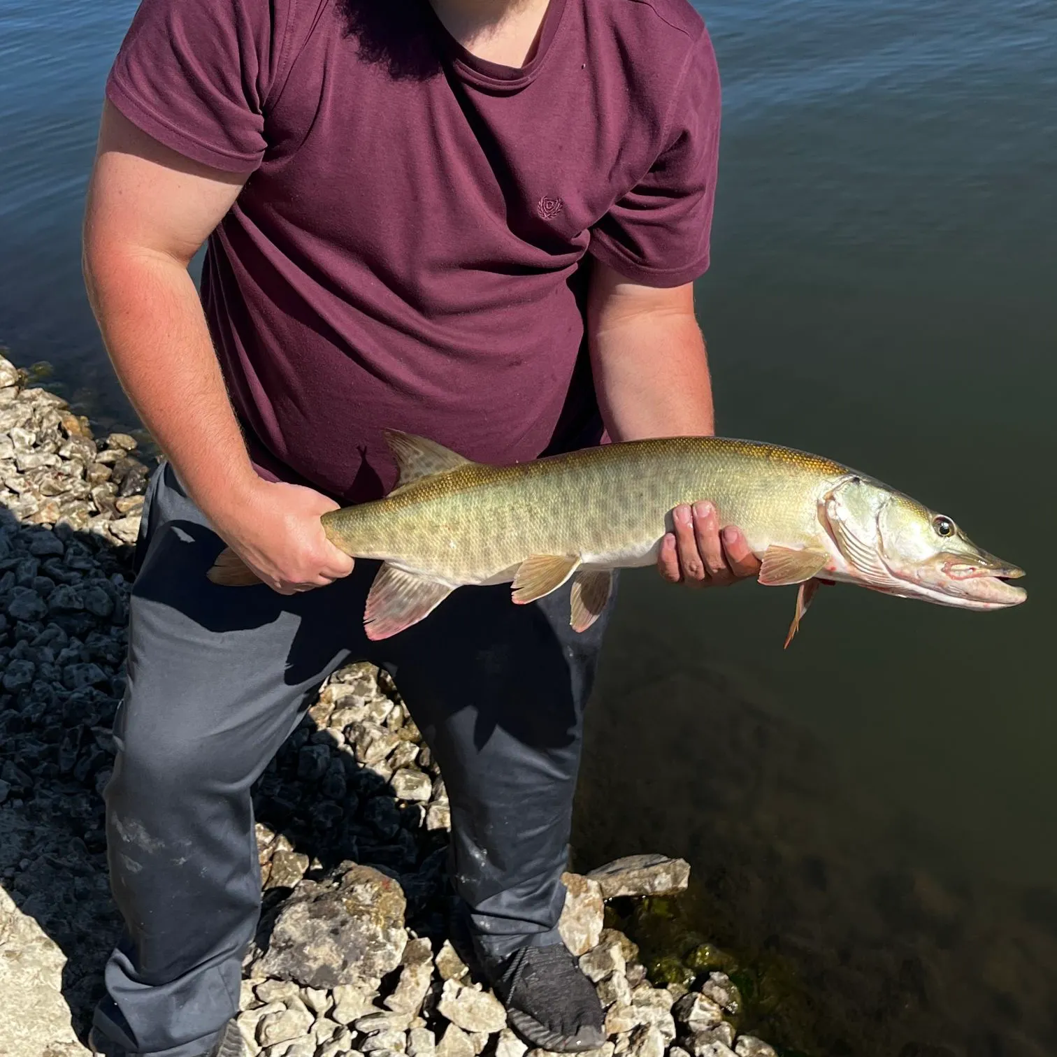 Muskie caught on Fishbrain