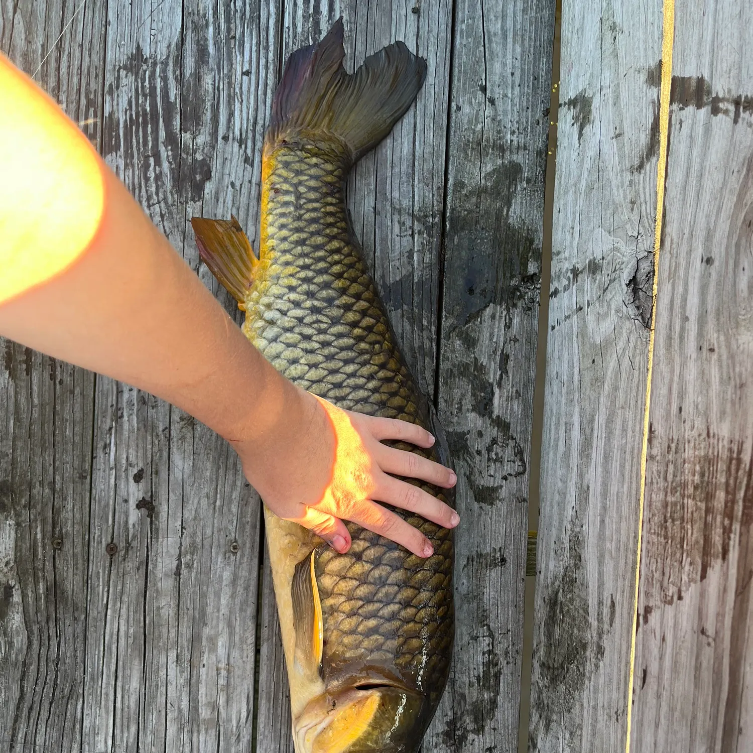 Common carp caught on Fishbrain
