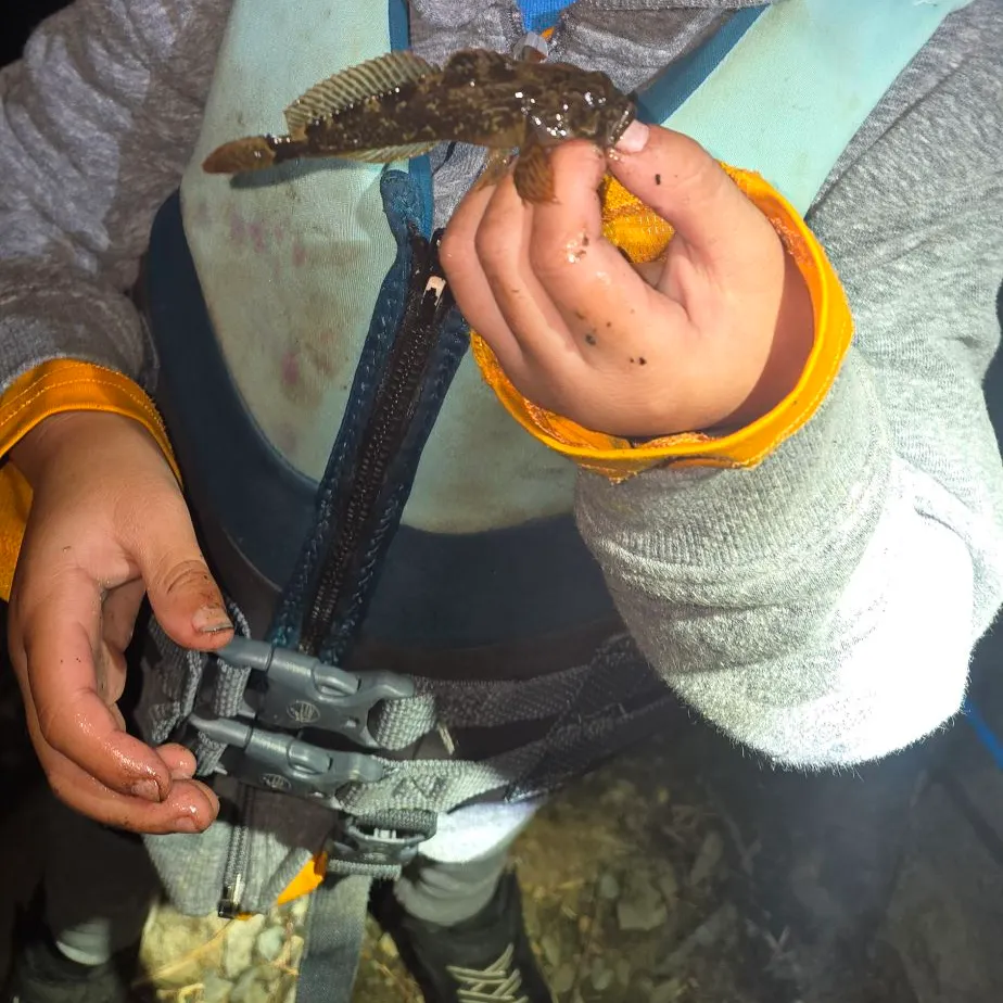 The most recent Slimy sculpin catches on Fishbrain