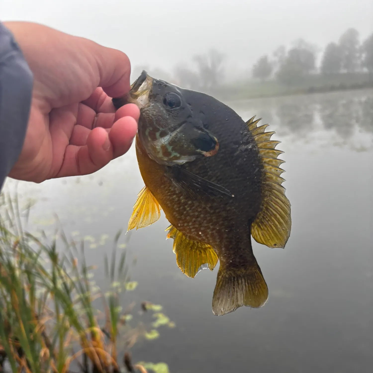 Greengill hybrid caught on Fishbrain