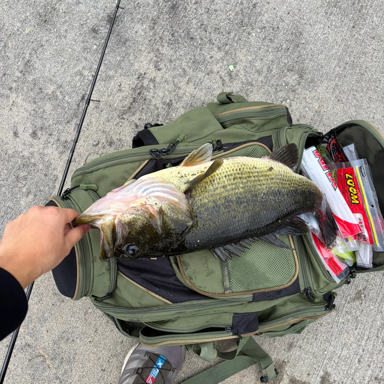 Largemouth bass caught on Fishbrain
