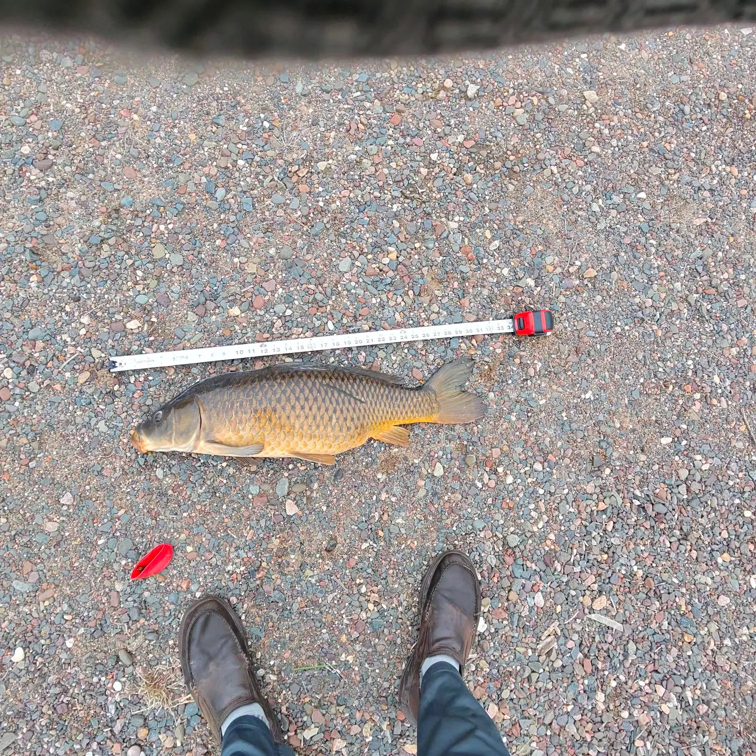 Common carp caught on Fishbrain