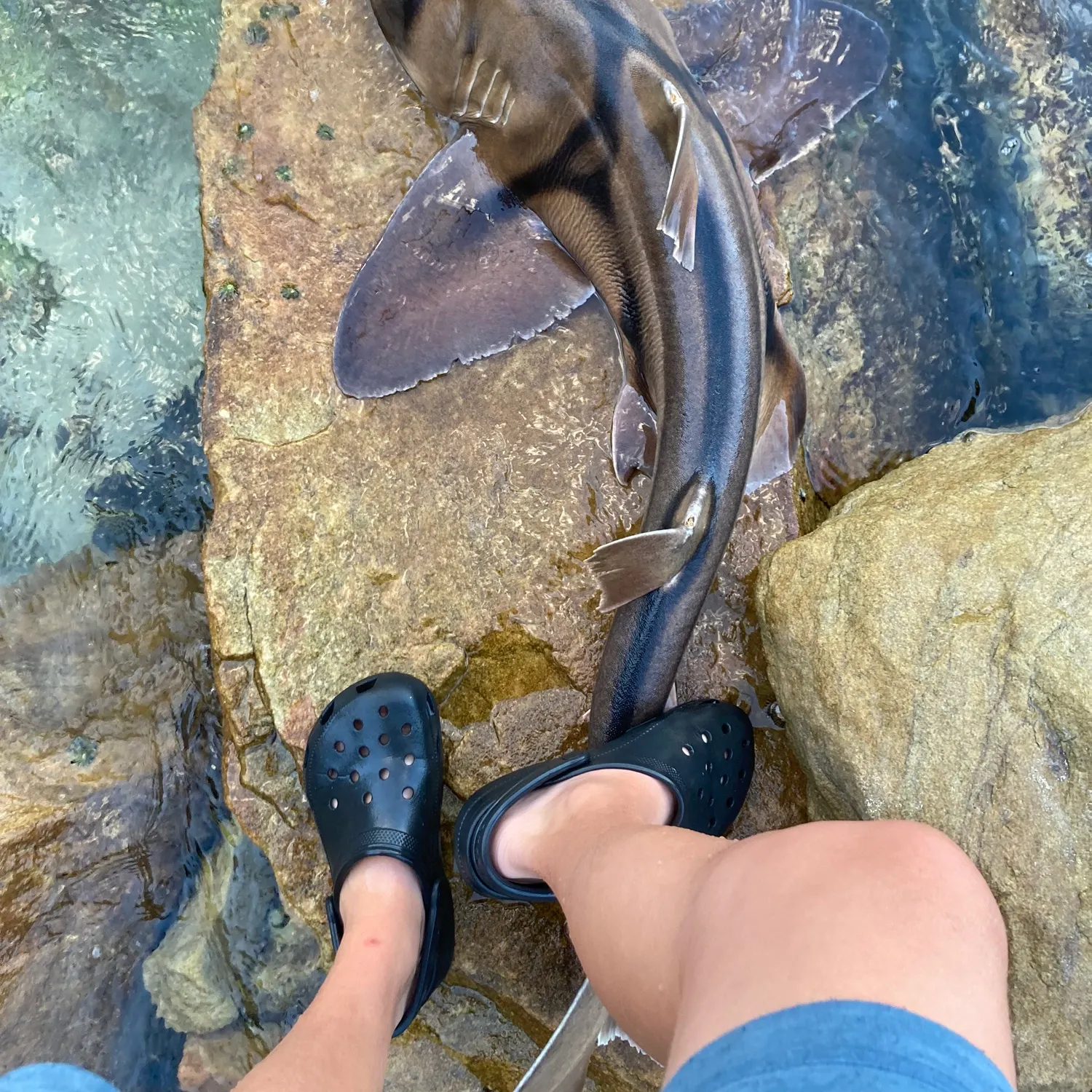 Port Jackson shark caught on Fishbrain