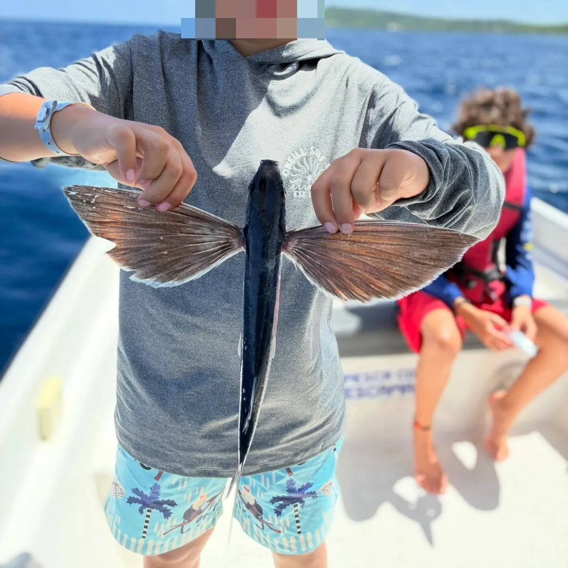 The most recent Bennett's flyingfish catches on Fishbrain