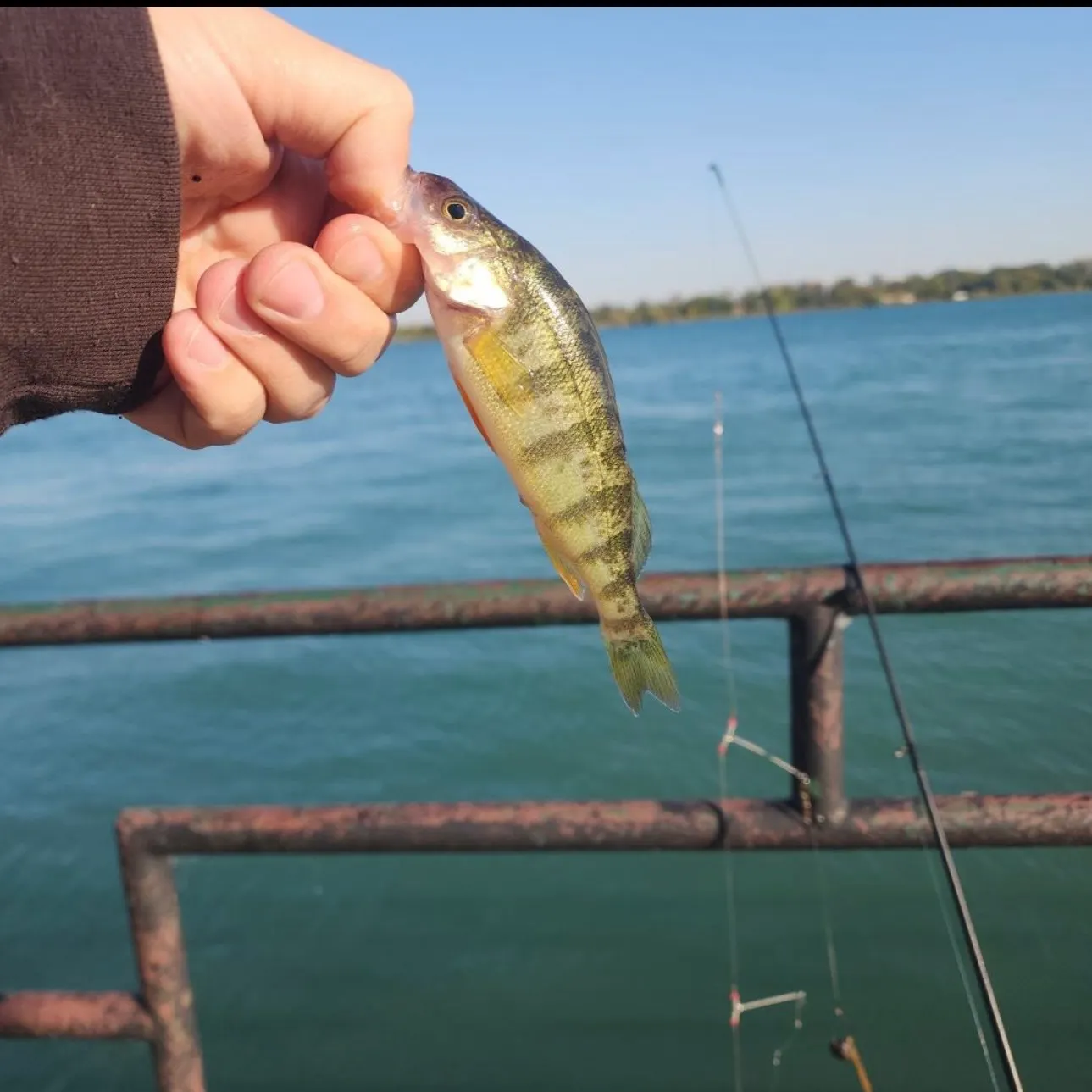 Yellow perch caught on Fishbrain