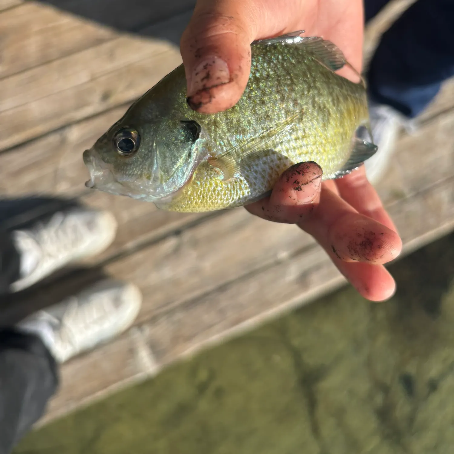 Bluegill caught on Fishbrain