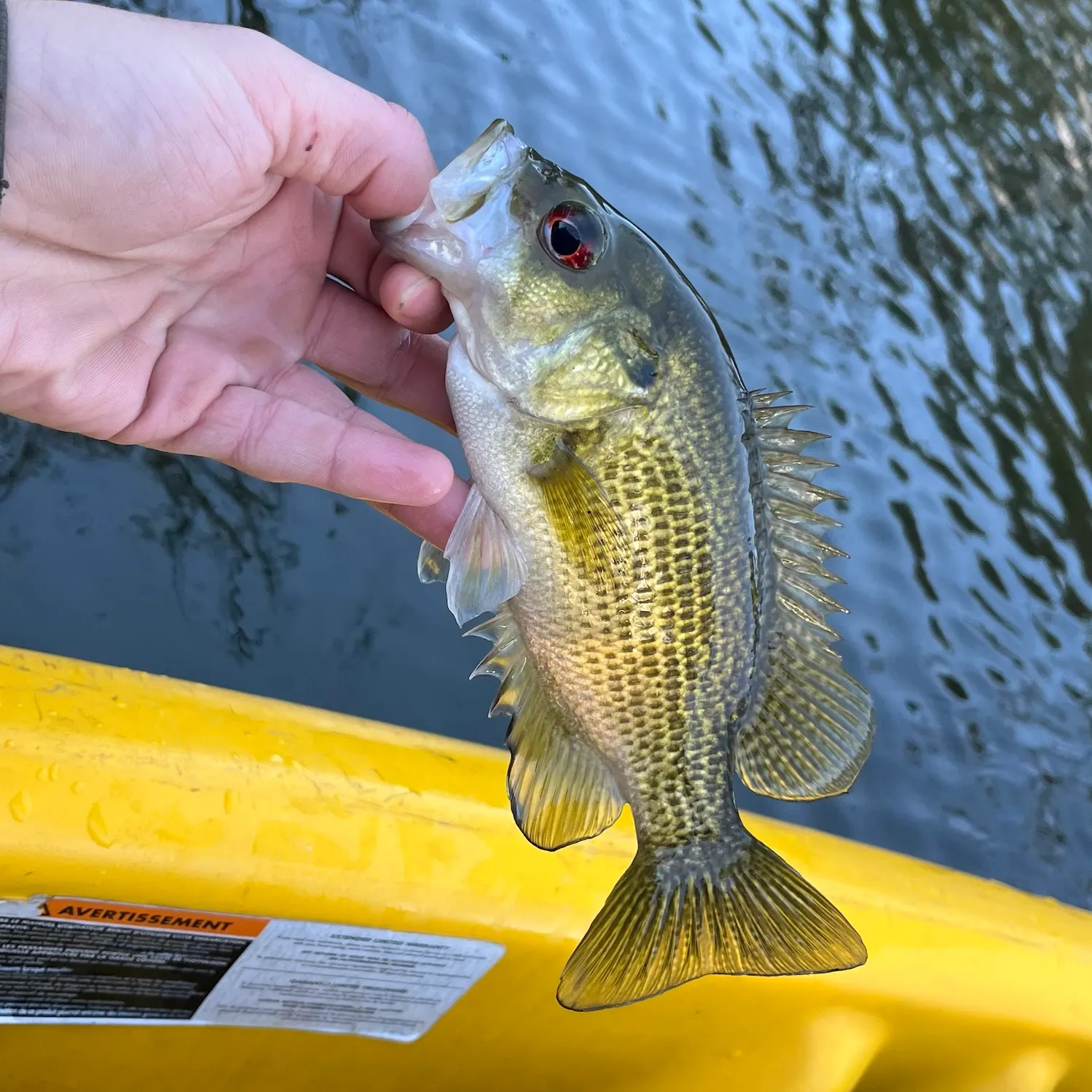 Rock bass caught on Fishbrain