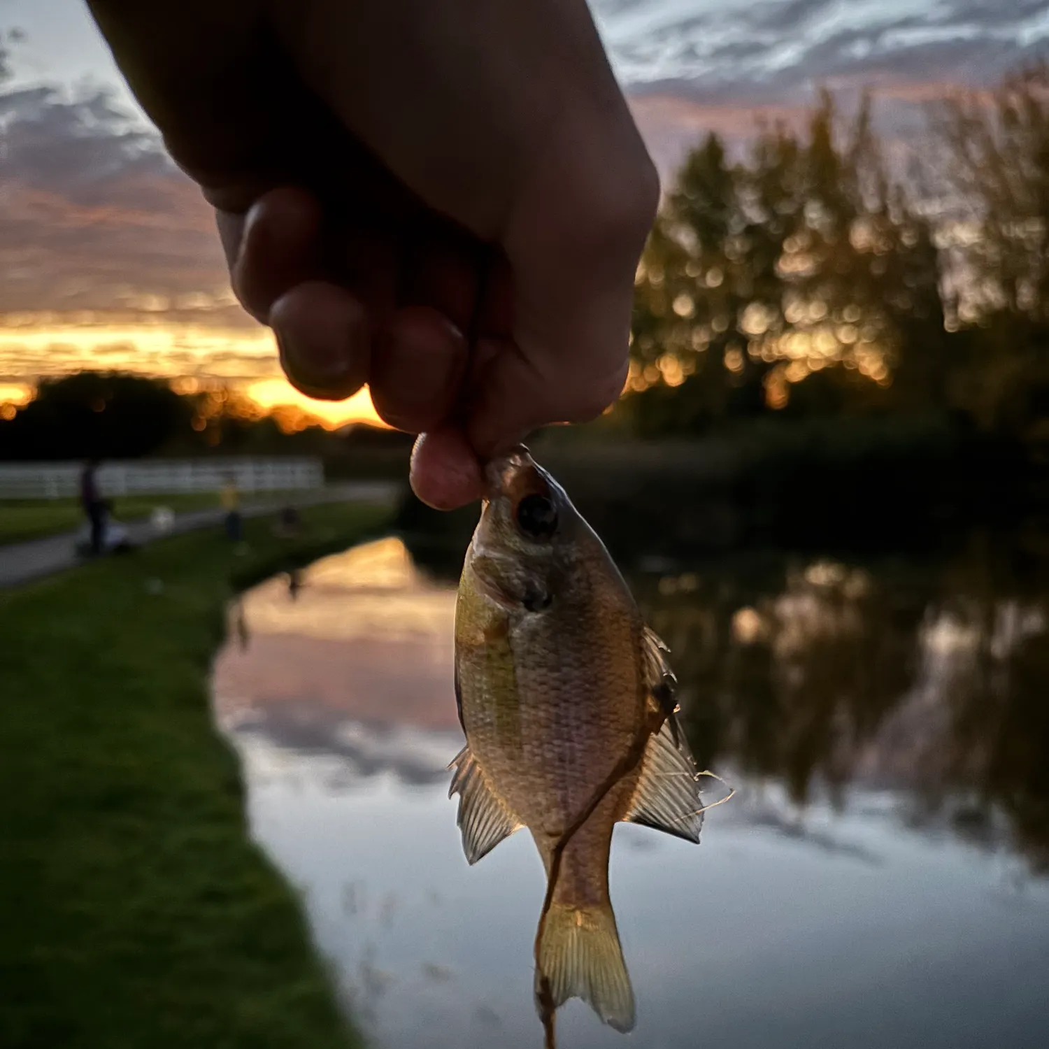 Bluegill caught on Fishbrain