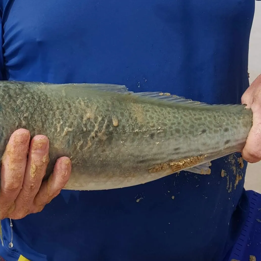 The most recent Eastern Australian salmon catches on Fishbrain