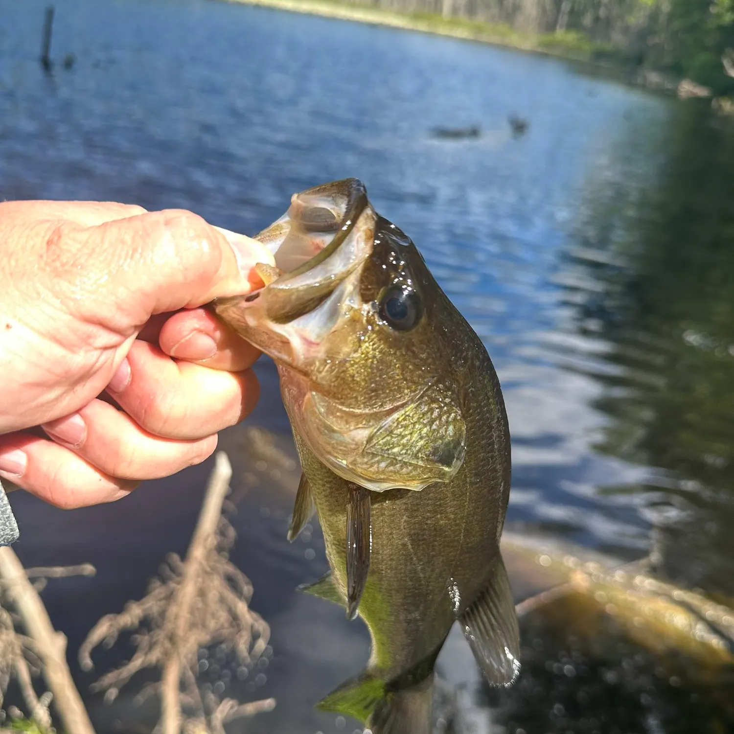 Largemouth bass caught on Fishbrain