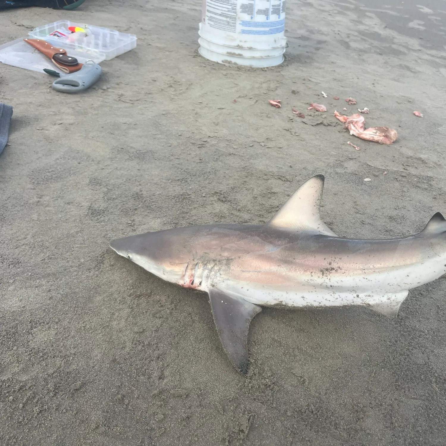The most recent Blacktip shark catches on Fishbrain