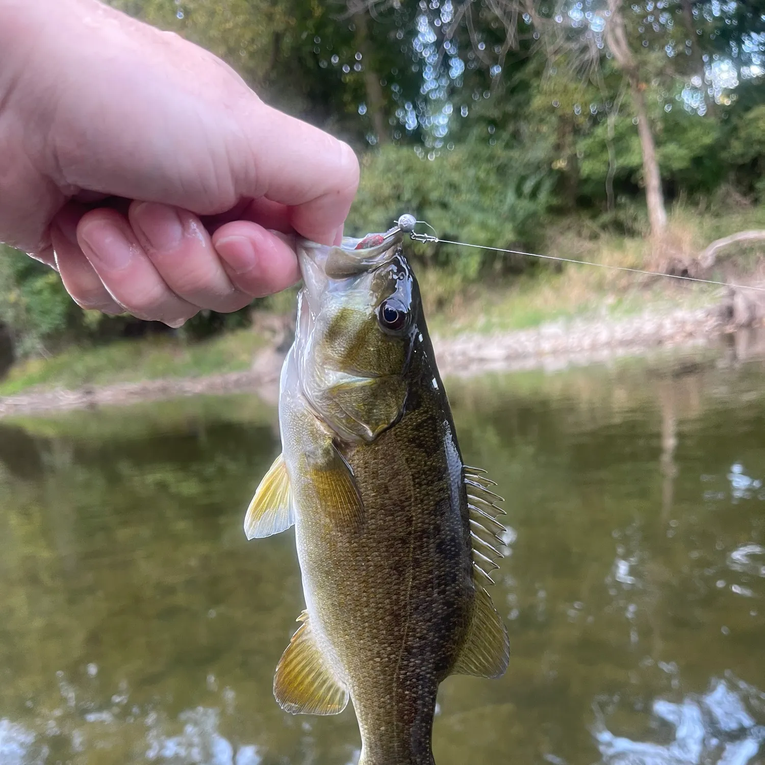 Smallmouth bass caught on Fishbrain