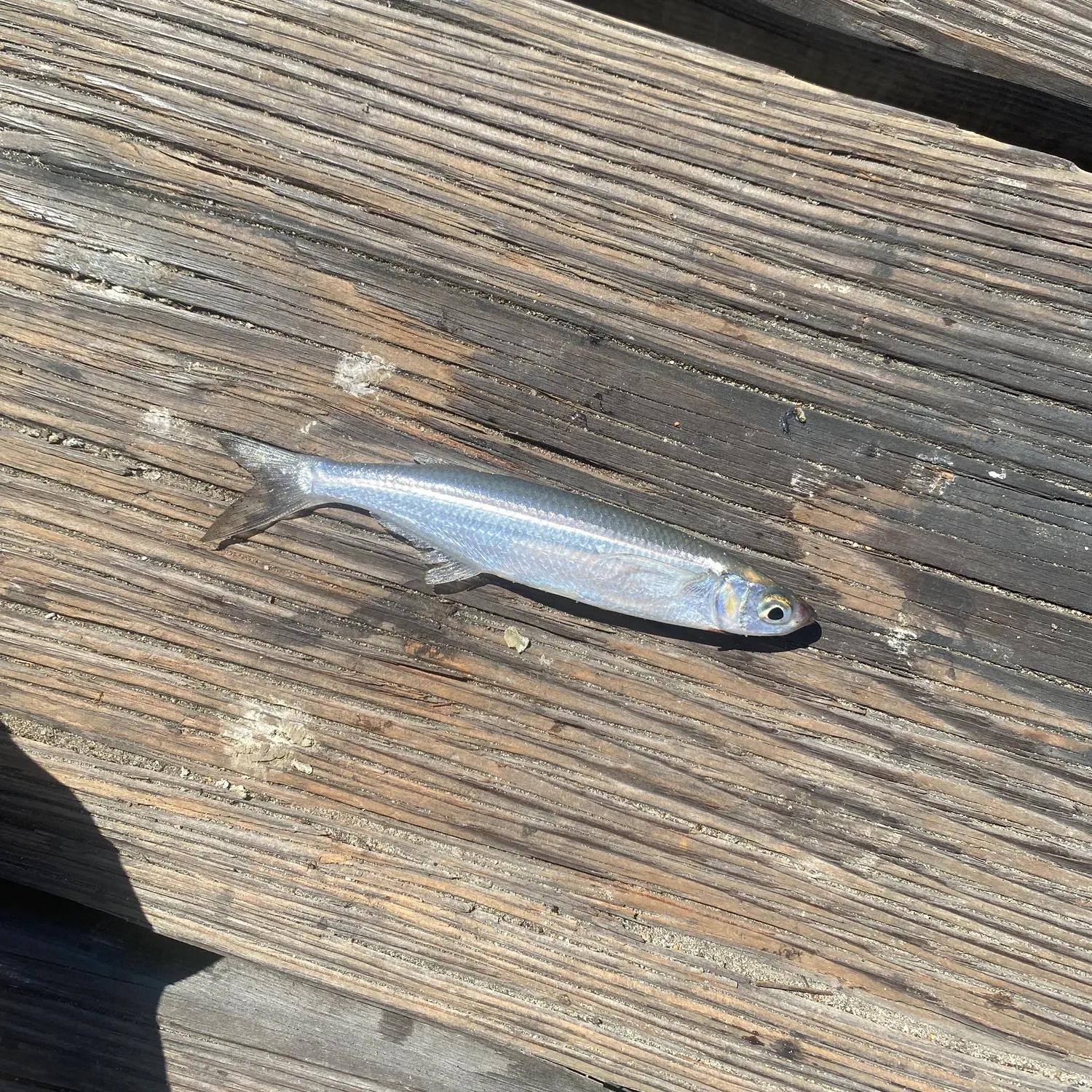 The most recent Surf smelt catches on Fishbrain