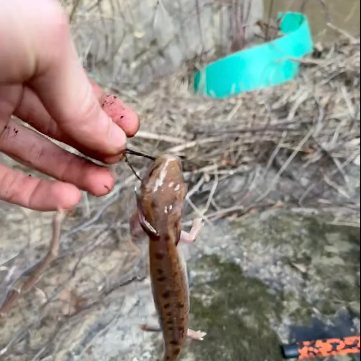 The most recent Common mudpuppy catches on Fishbrain