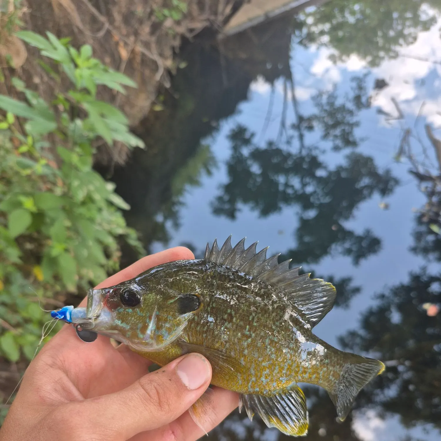 Greengill hybrid caught on Fishbrain