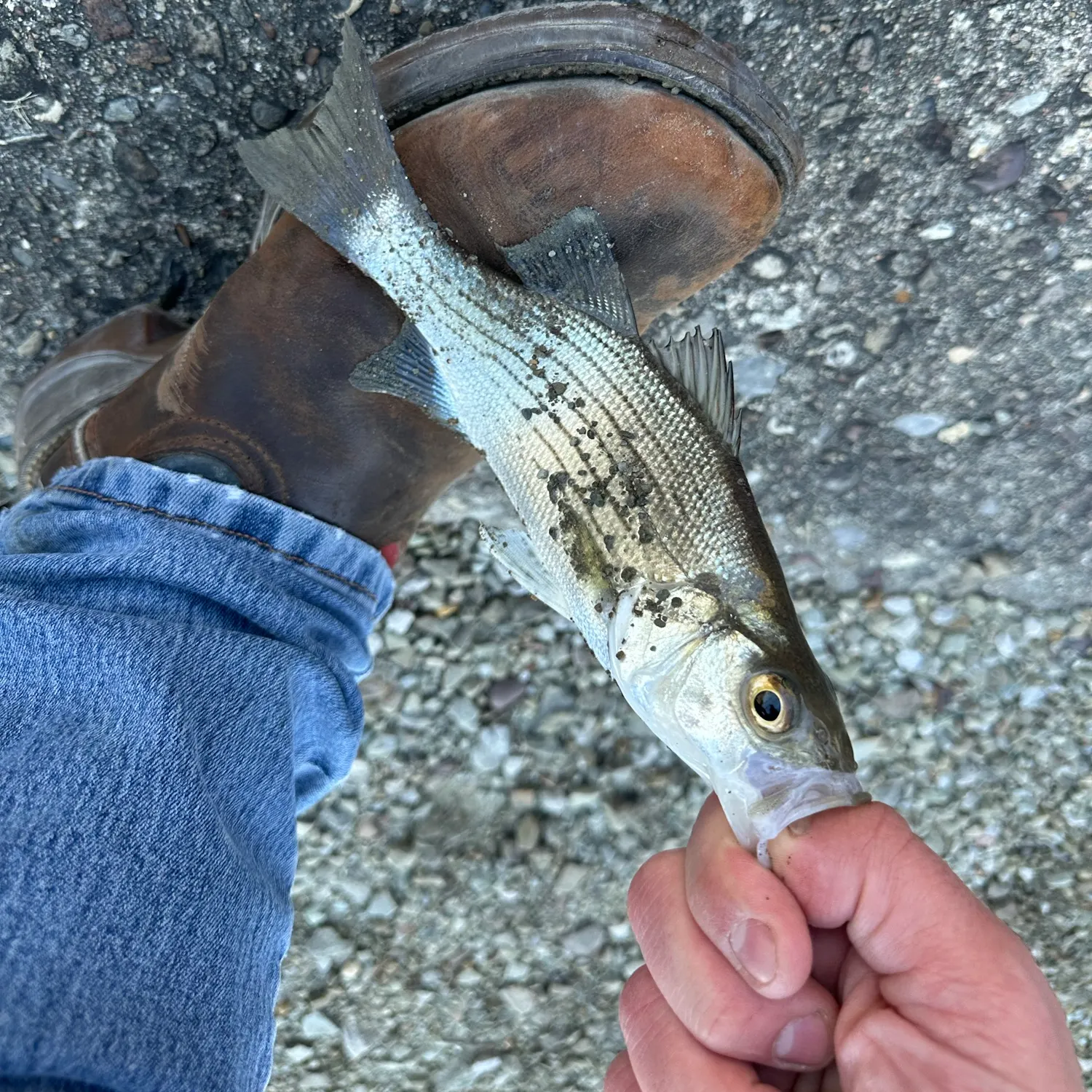White bass caught on Fishbrain