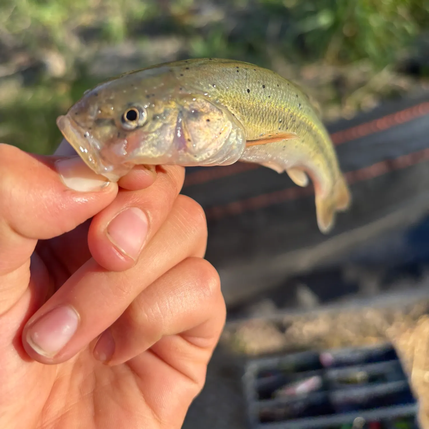 Creek chub caught on Fishbrain