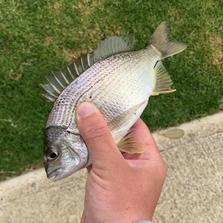 Southern black bream caught on Fishbrain