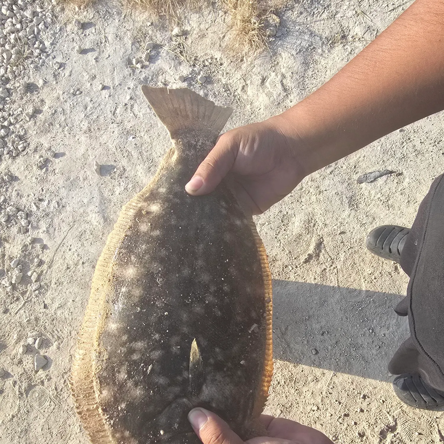 Southern flounder caught on Fishbrain