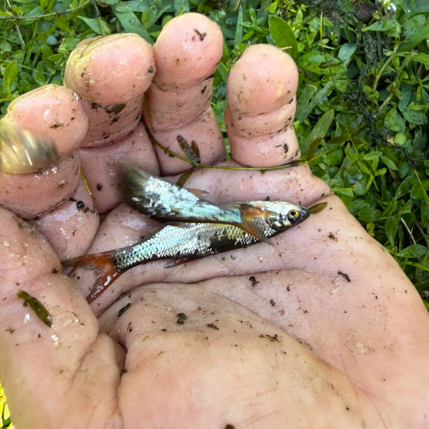 The most recent Red shiner catches on Fishbrain