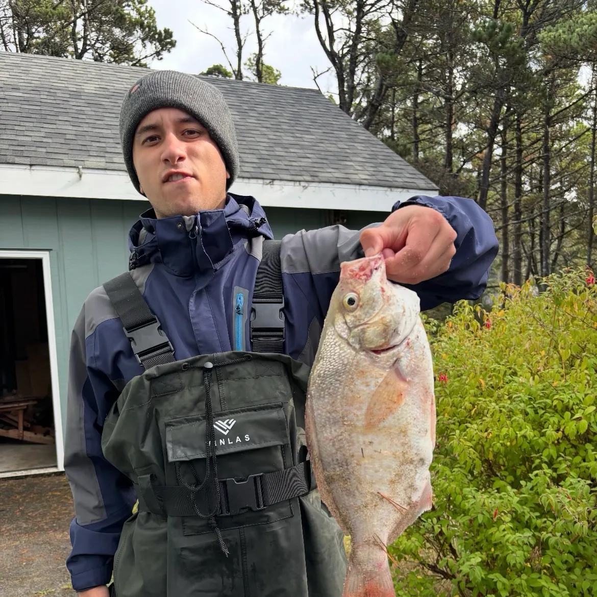 The most recent Redtail surfperch catches on Fishbrain