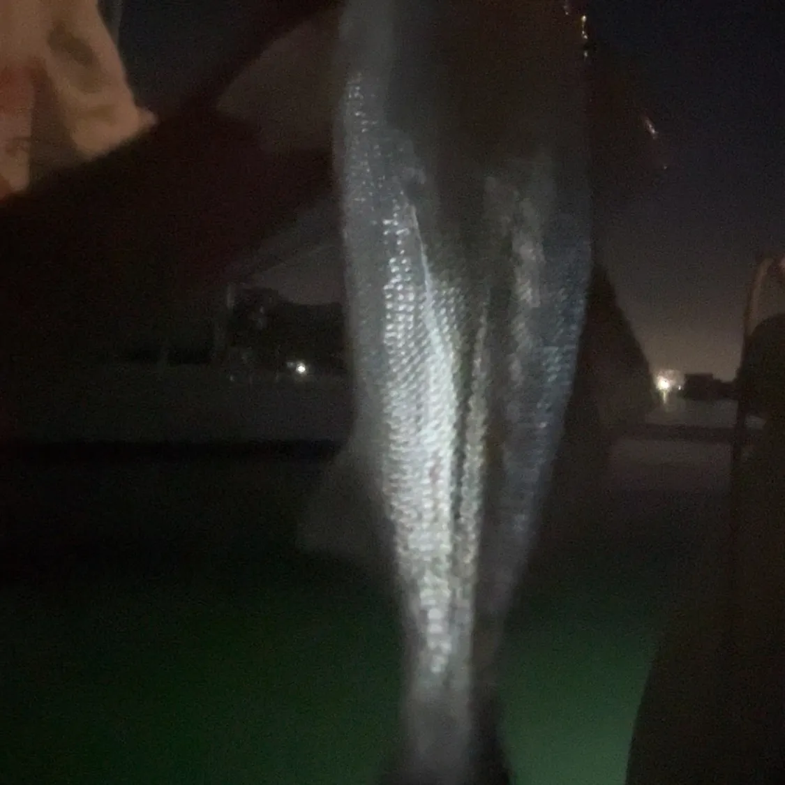 The most recent Orangemouth weakfish catches on Fishbrain