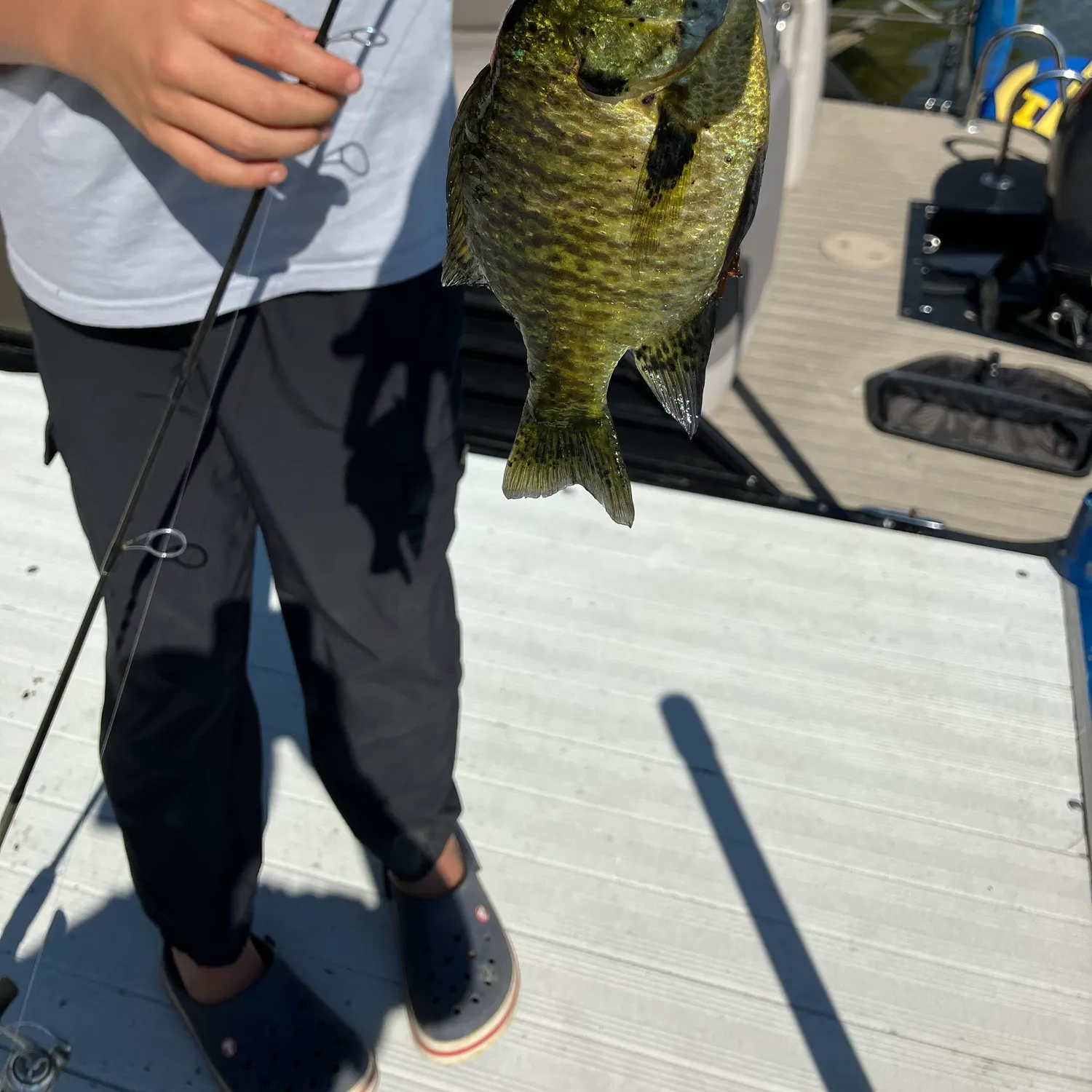 Bluegill caught on Fishbrain