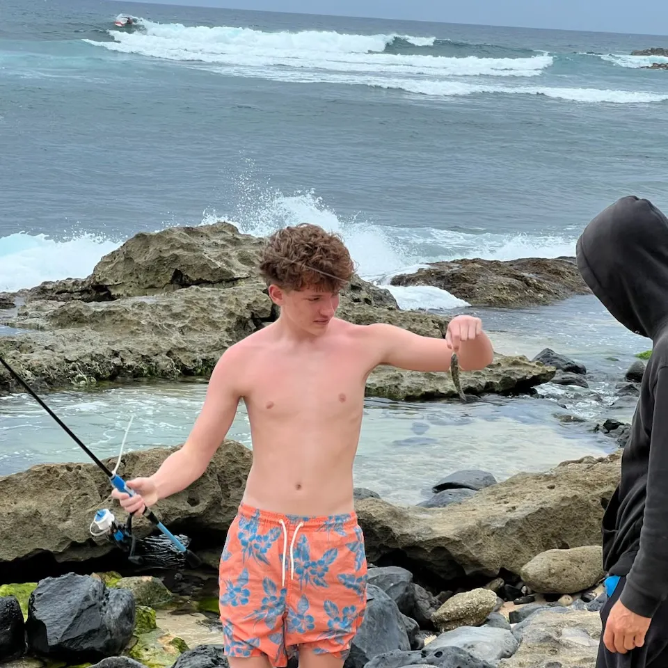 The most recent Surge wrasse catches on Fishbrain
