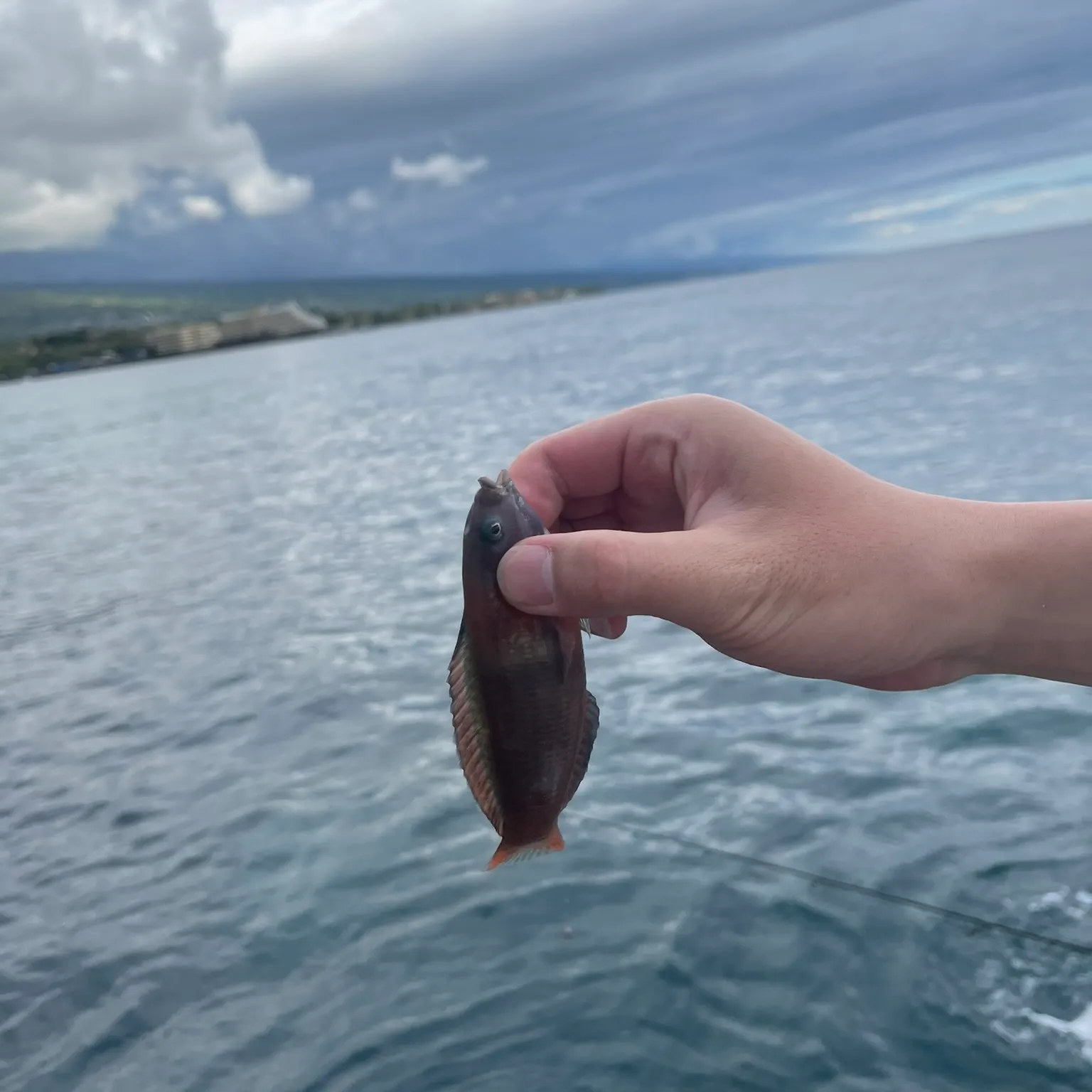 The most recent Surge wrasse catches on Fishbrain