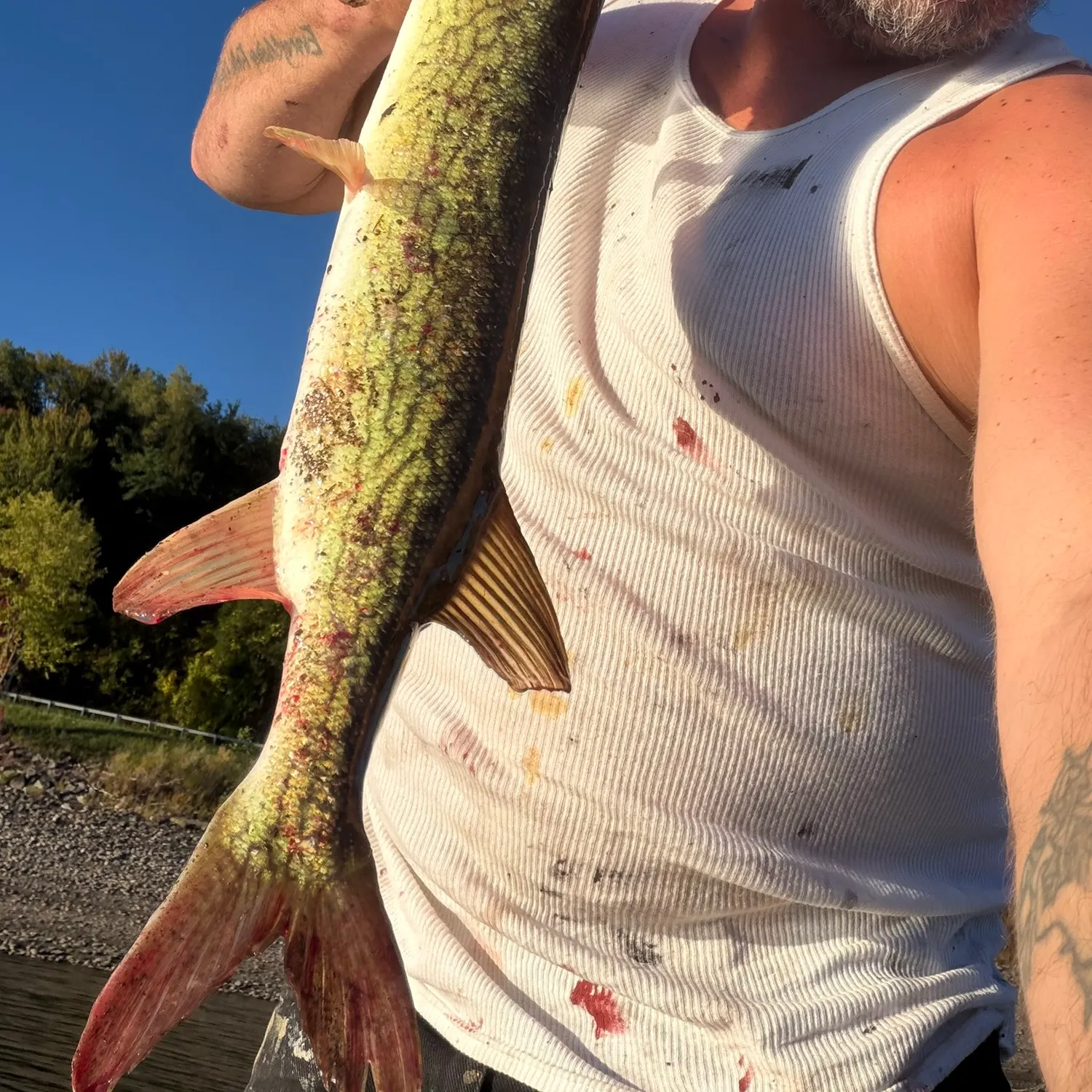 Chain pickerel caught on Fishbrain