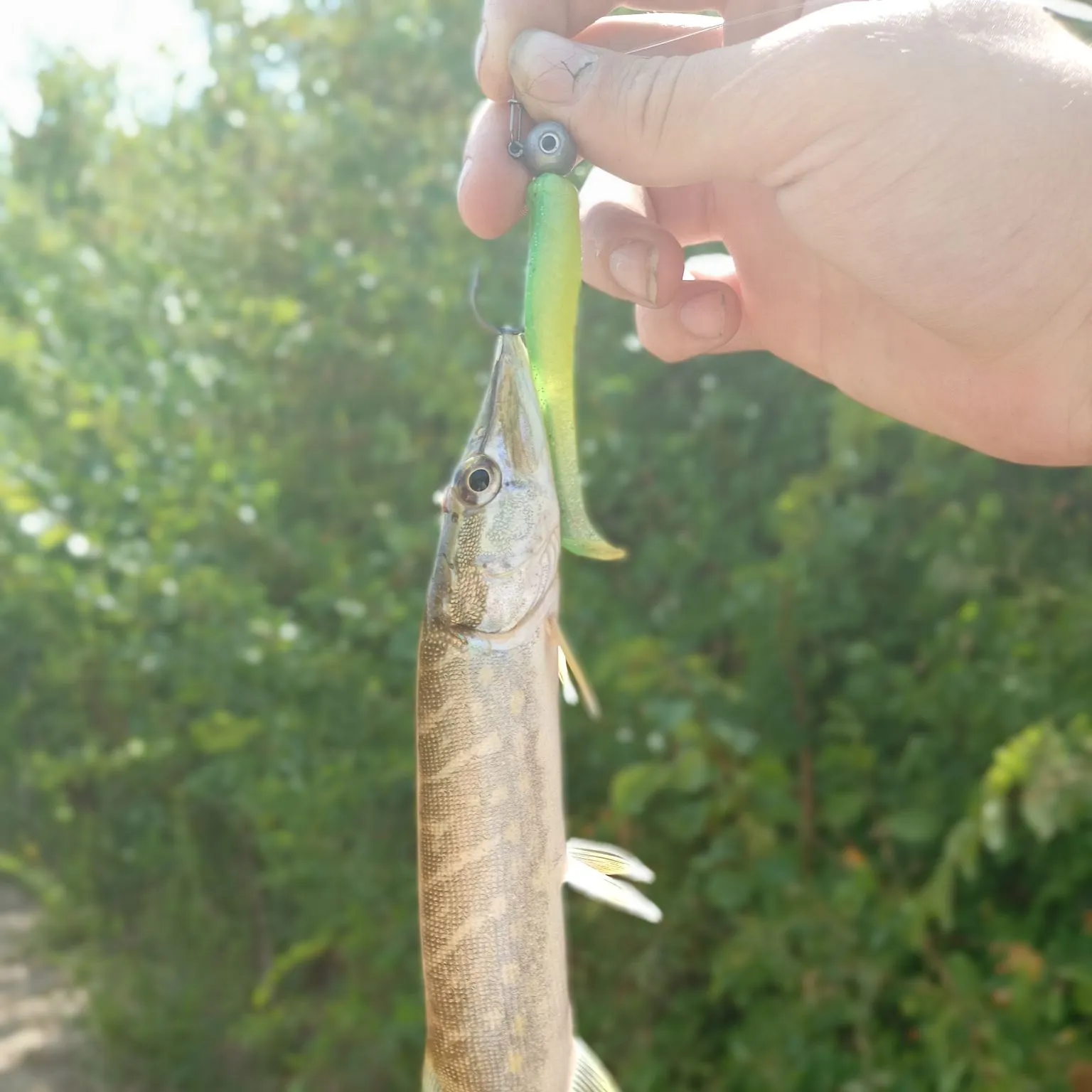 Northern pike caught on Fishbrain