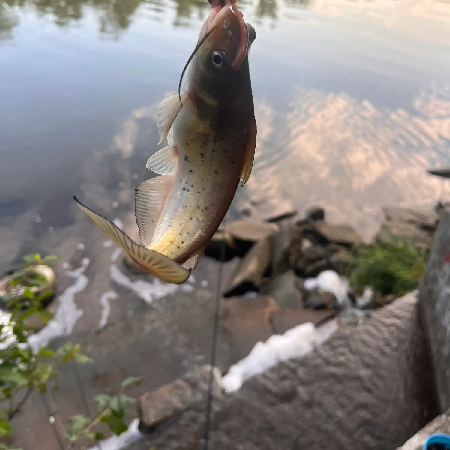 catch