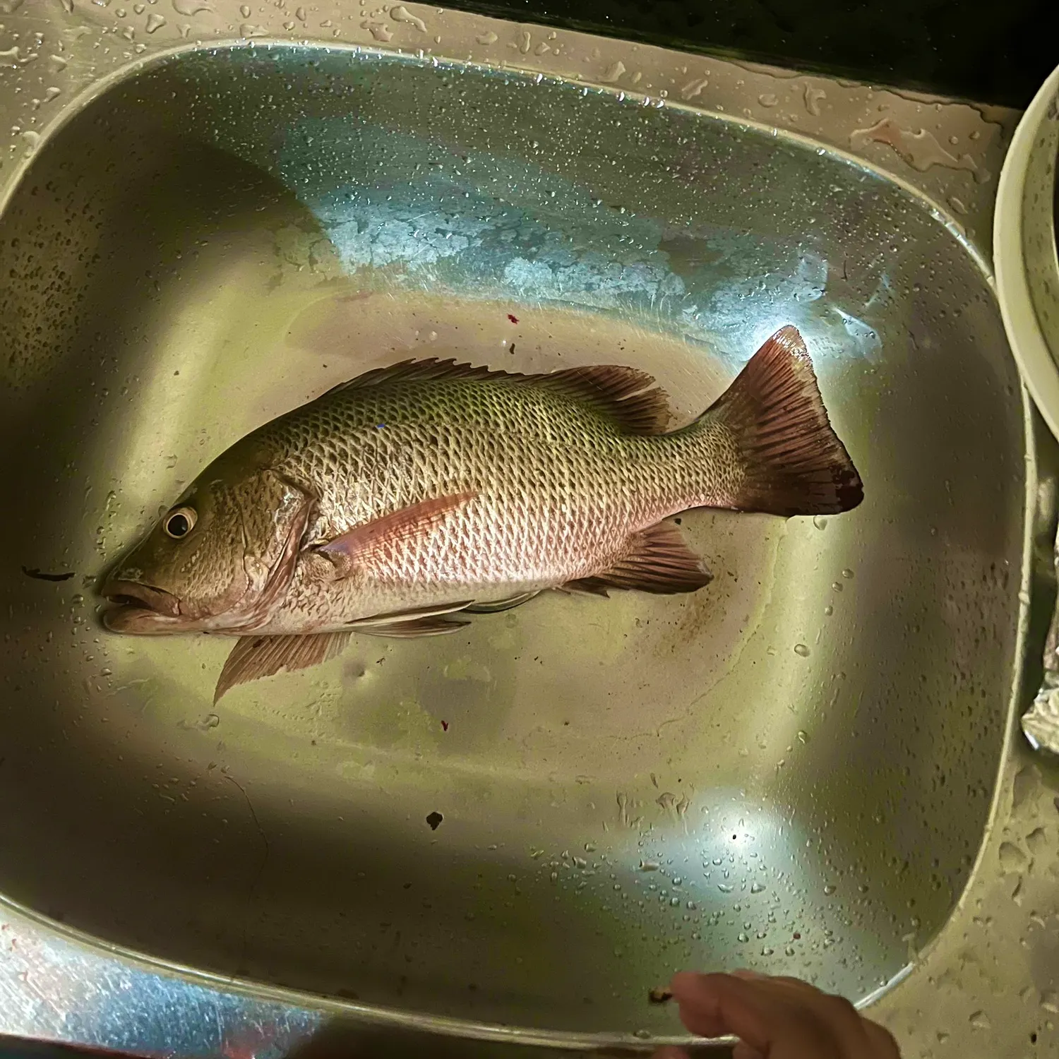 Mangrove red snapper caught on Fishbrain