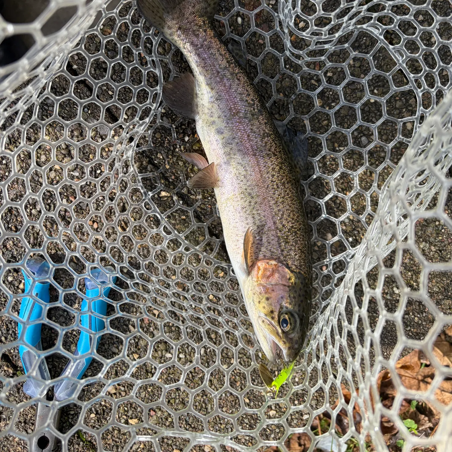 Rainbow trout caught on Fishbrain