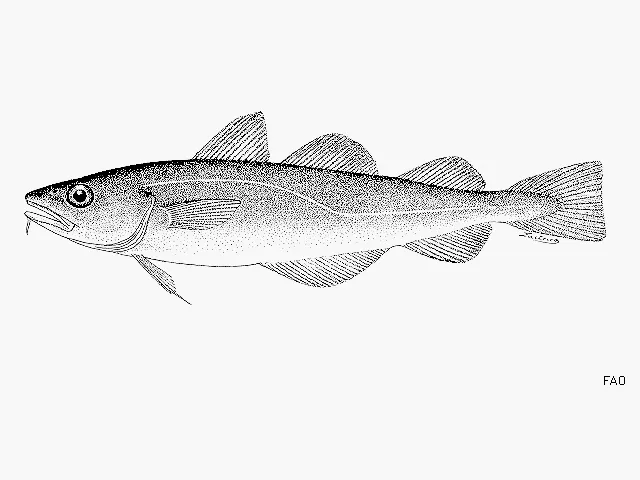 Pacific tomcod