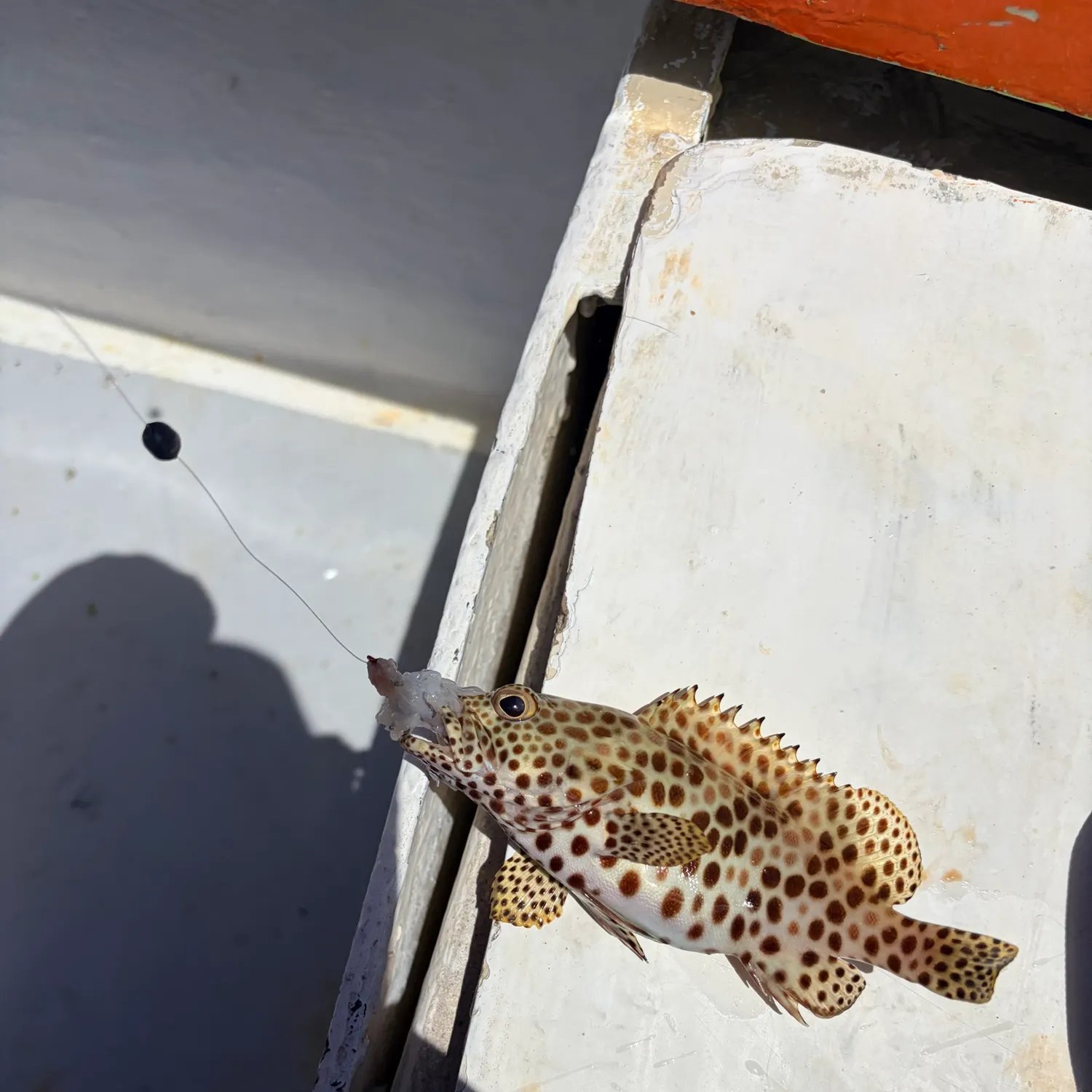 The most recent Honeycomb grouper catches on Fishbrain
