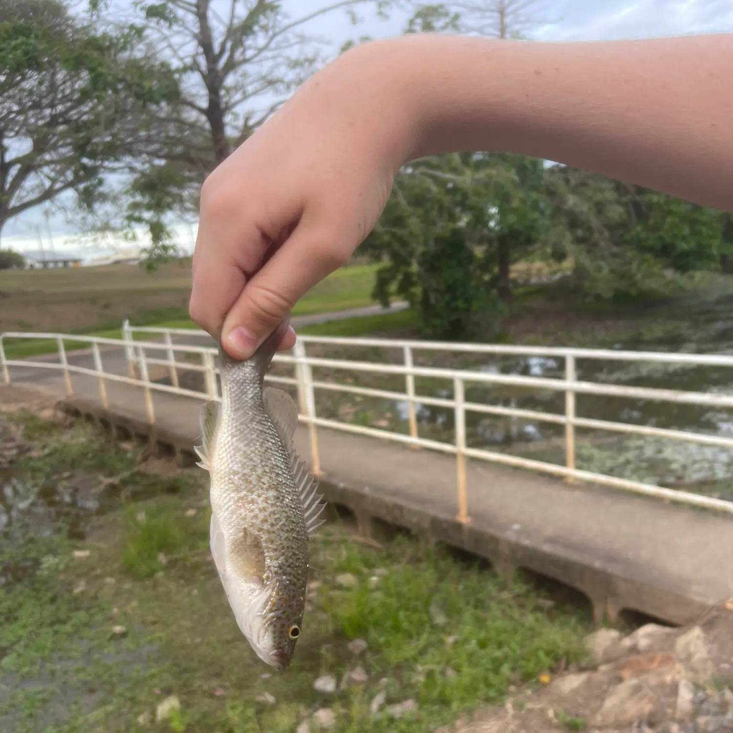 Spangled perch caught on Fishbrain