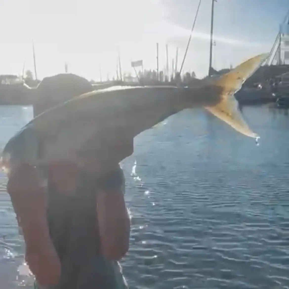 The most recent Eastern Australian salmon catches on Fishbrain