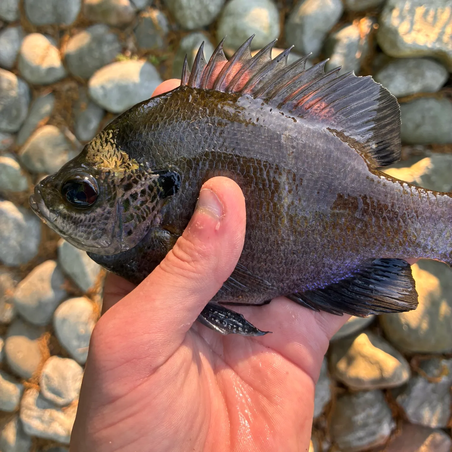 The most recent Coppernose bluegill catches on Fishbrain