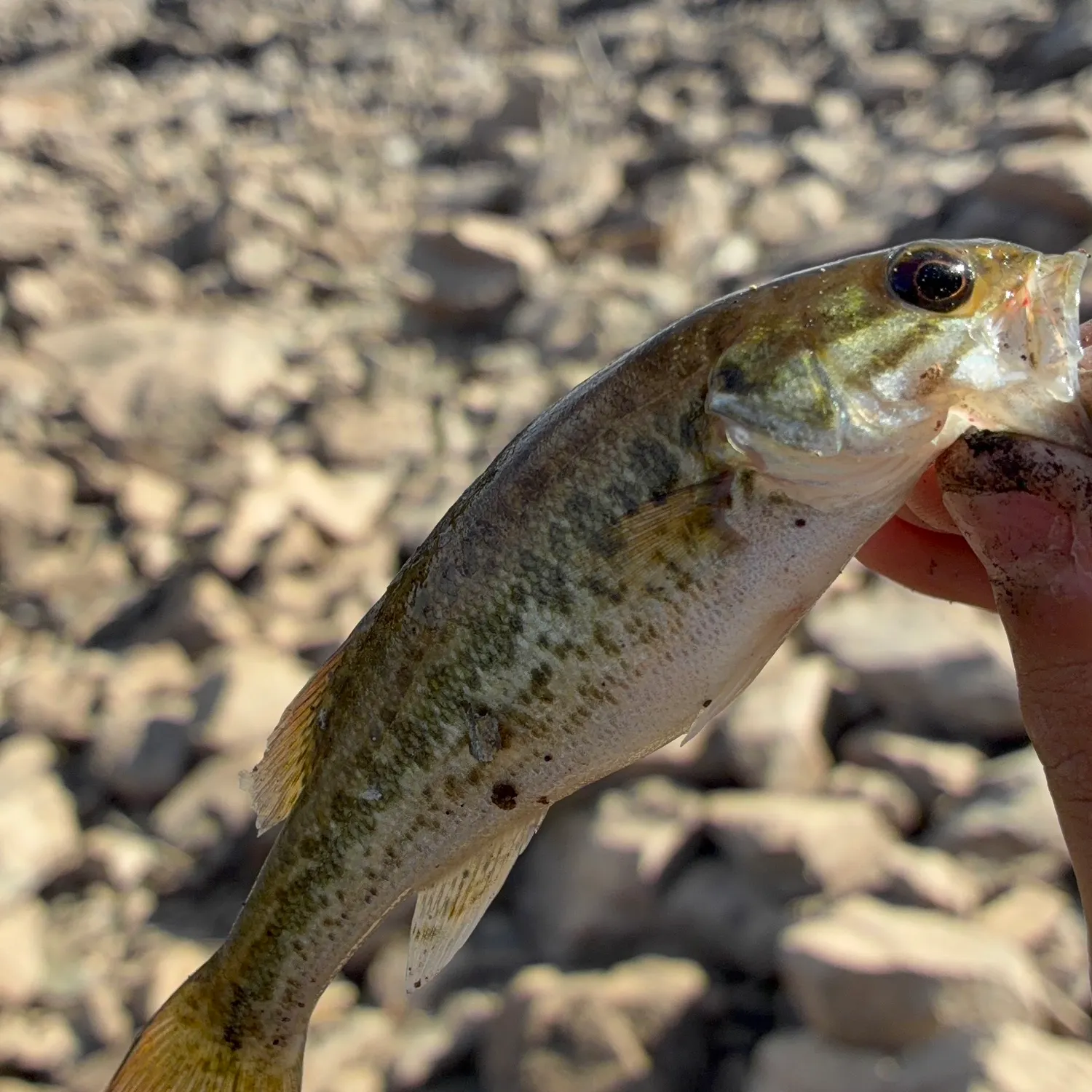 Spotted bass caught on Fishbrain