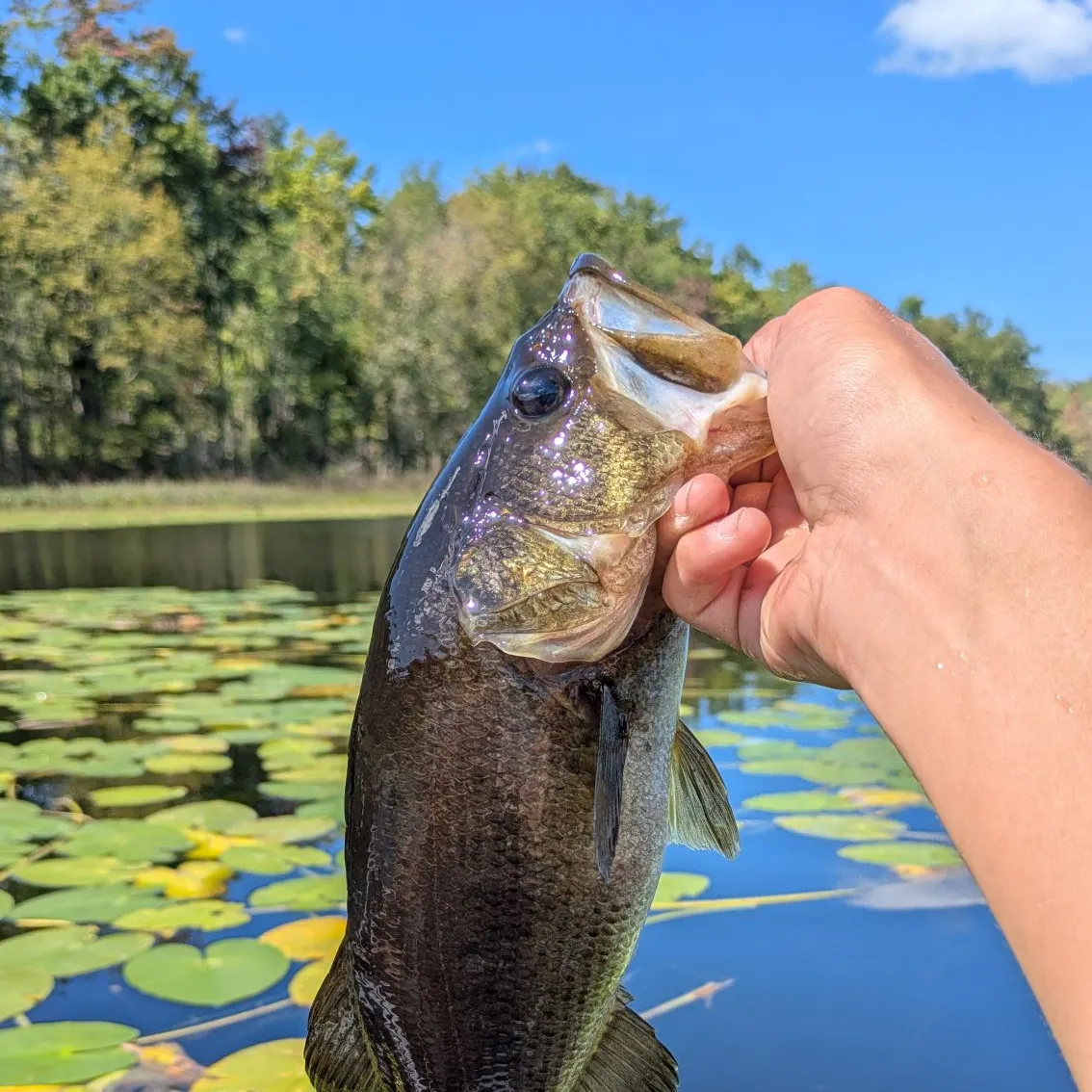 Largemouth bass caught on Fishbrain