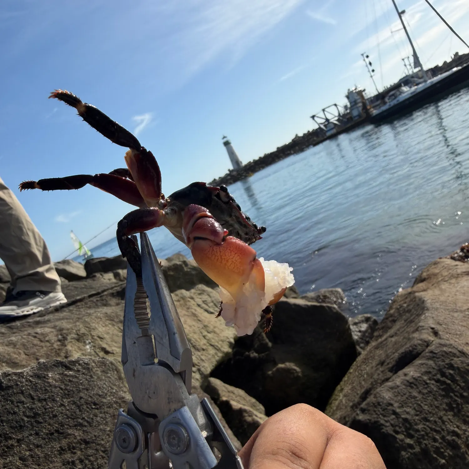 The most recent Pacific rock crab catches on Fishbrain