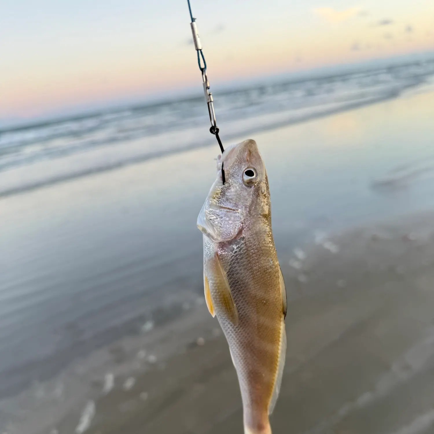 Gulf kingcroaker caught on Fishbrain