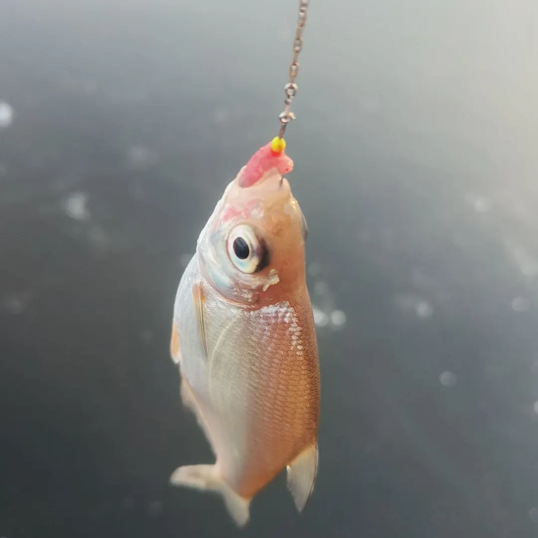 The most recent White bream catches on Fishbrain