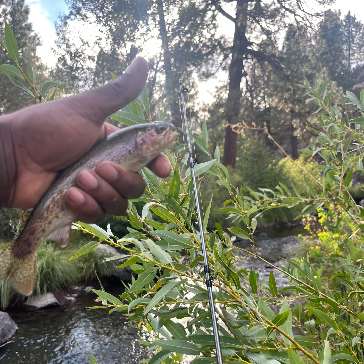 Rainbow trout caught on Fishbrain