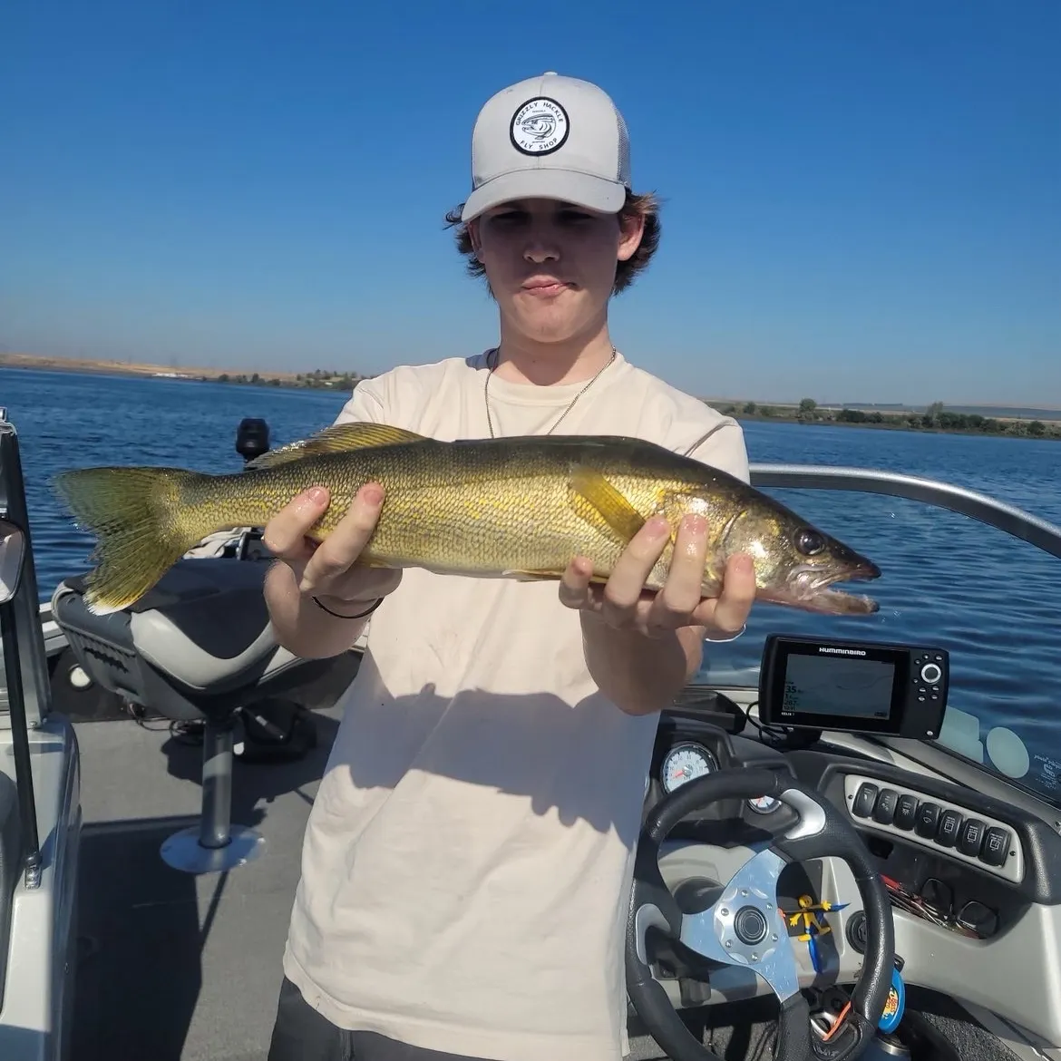 Walleye caught on Fishbrain
